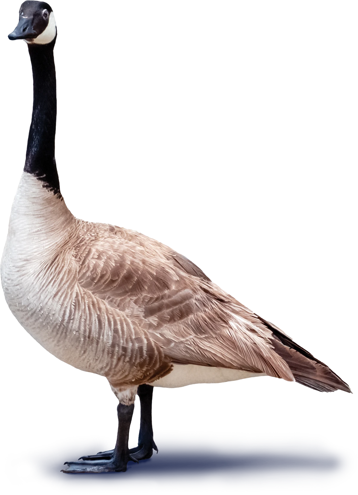 close up of a goose